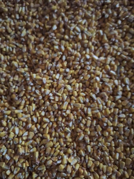 Vand porumb 2025 - 250 tone stoc