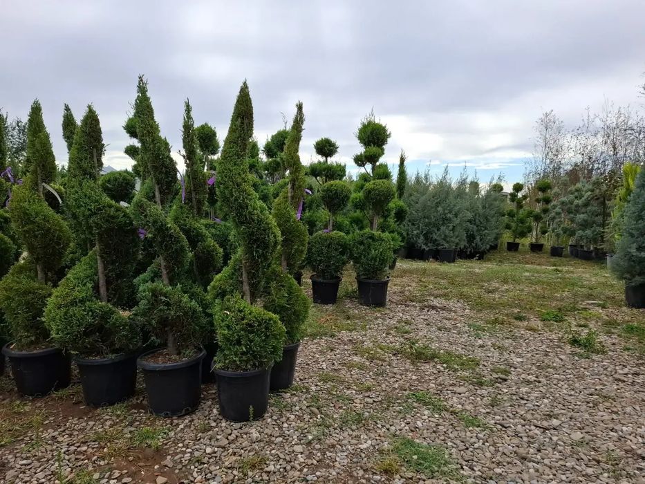 Vând plante ornamentale la preț de producător