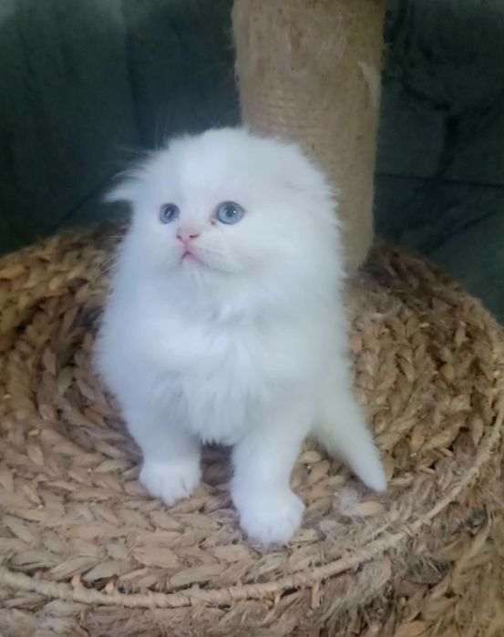 Schottish longhair