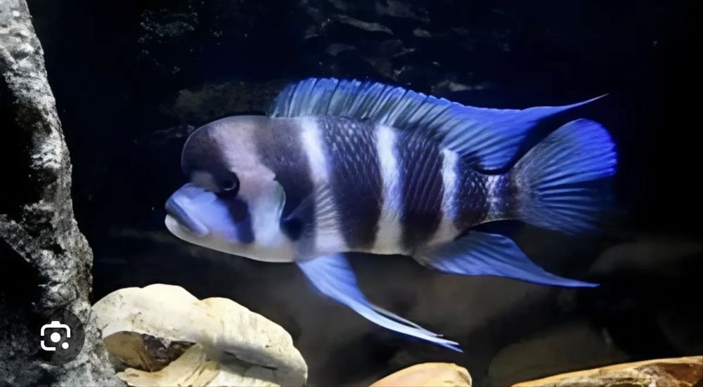 Фронтози бурунди