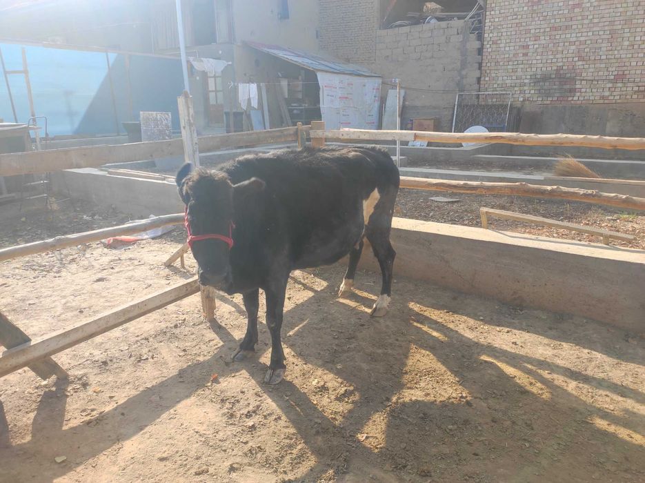 Sigir 8.5 oy li bug'oz