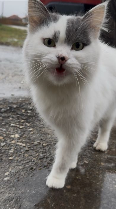 Пухена бездомна женска котка търси дом