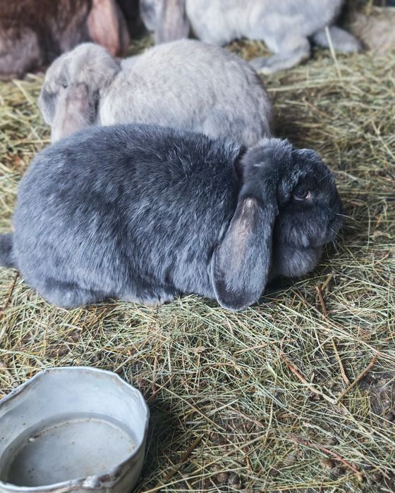 Френски качовати зайци