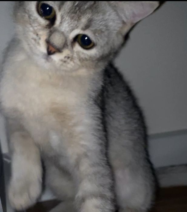 Срочно! Породистый британец по выгодной цене