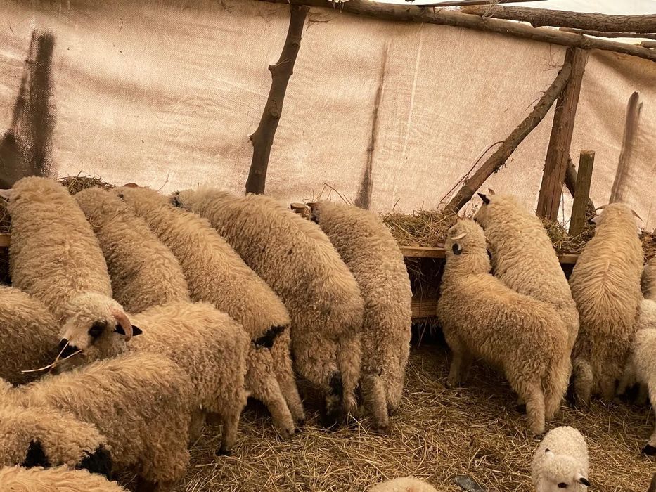 Miei turcani de vânzare
