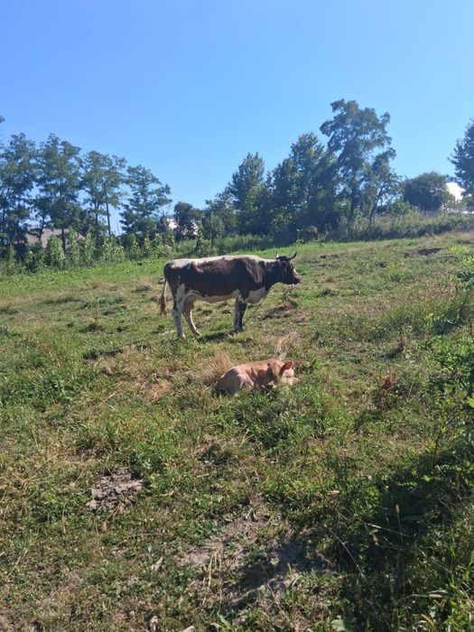 Vand vacă balțată românească cu vițică de 3 saptamani