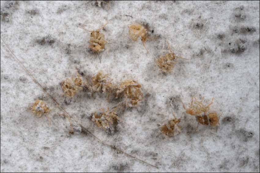 Супер средство против клопов Cimexa Американский порошок