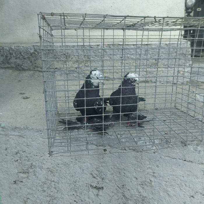 Рябагаловые пара самка греблей