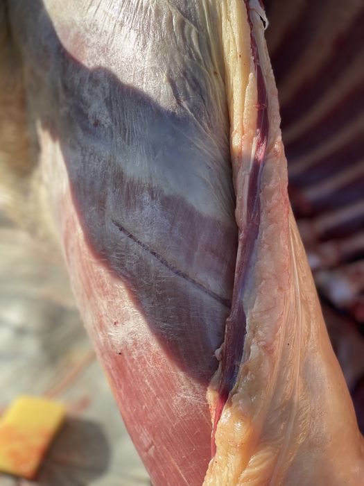 Домашняя конина, свежая, ароматная, 3200 тг/кг