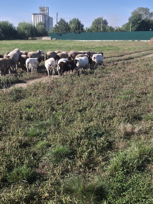 Oi Dorper și ILE De France oferta!