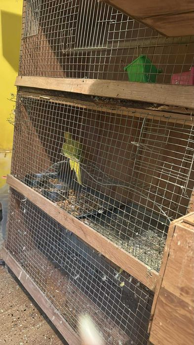 Papagali Diferite Rase