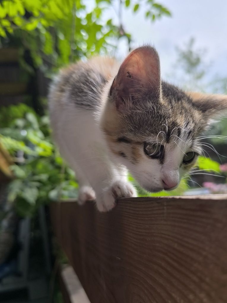 Отдам в добрые руки кошку