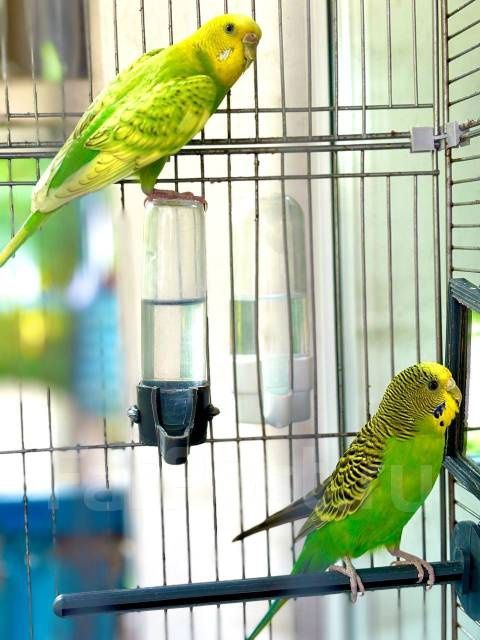 Попугай срочно прадам