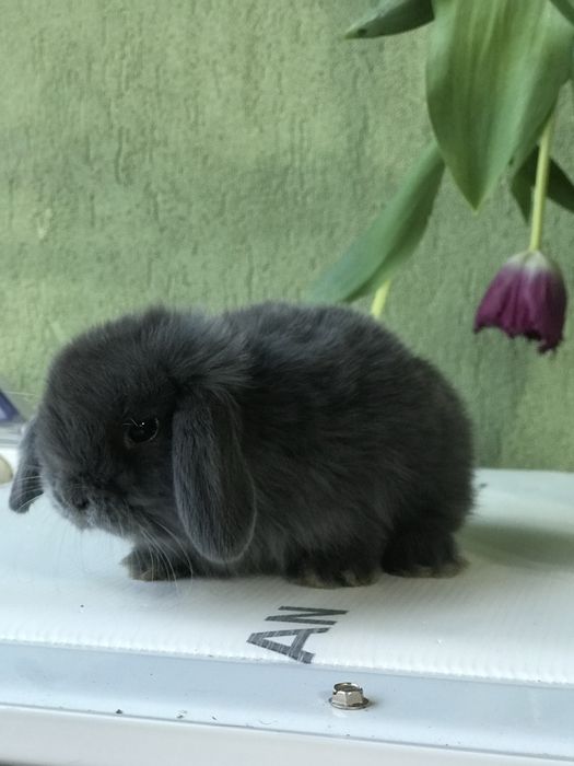 Berbec pitic (holland loop)