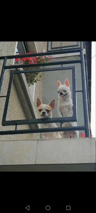 Свободни чихуахуа