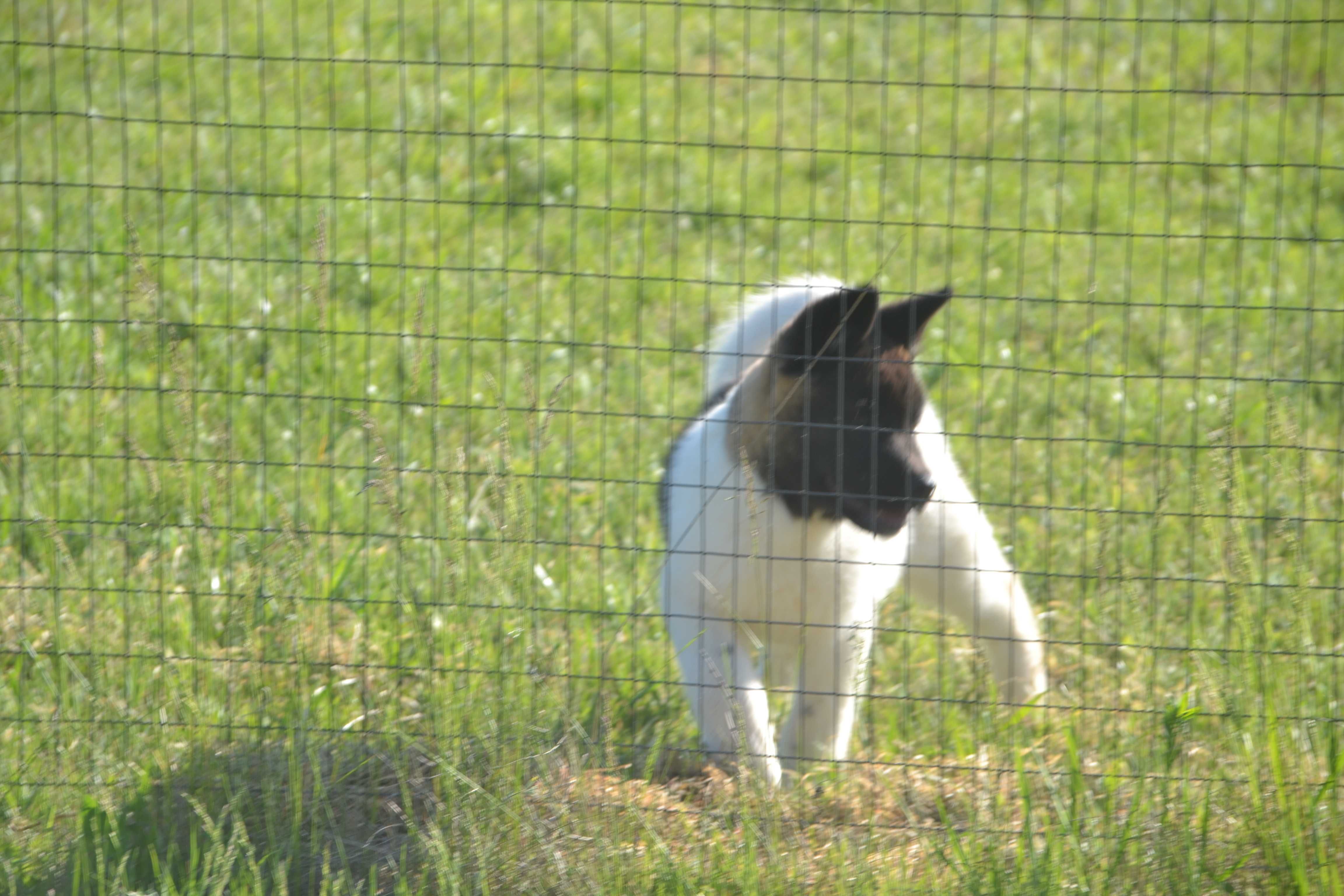 Vand un mascul de akita american cu pedigree