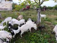 Vand capre de lapte