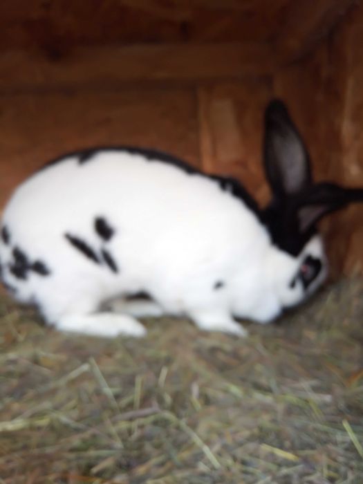 Vind mascul fluture german