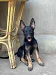 “Donatie” ciobanesc belgian malinois