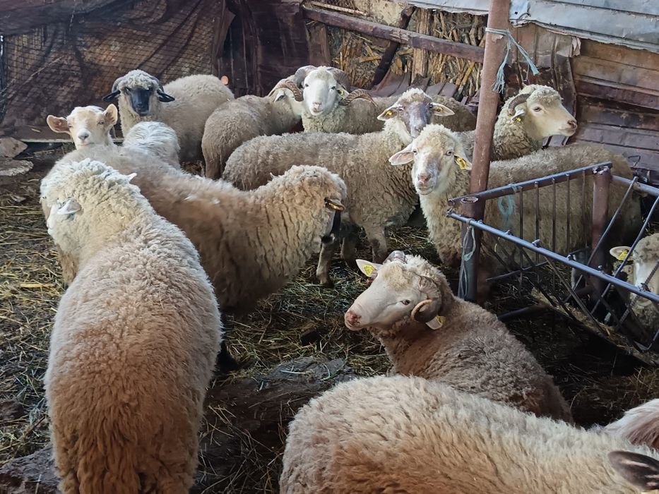 Oi de vânzare tinere