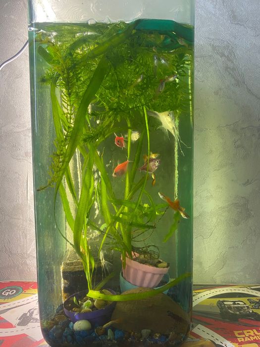 Аквариум с рыбками