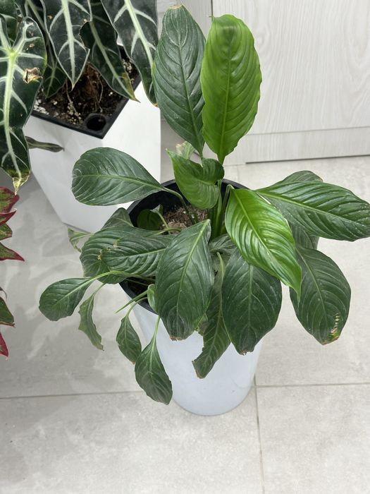 Комнатные растения для дома и офиса