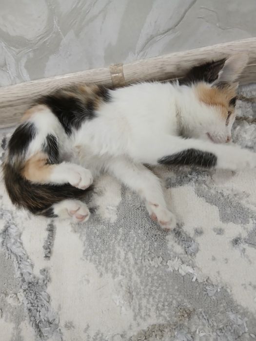 Bepul yaxshi insonlarga beriladi