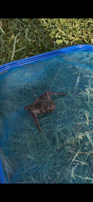 Летучая мыш, живая