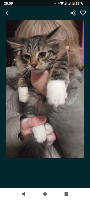 Отдам котенка в добрые руки бесплатно