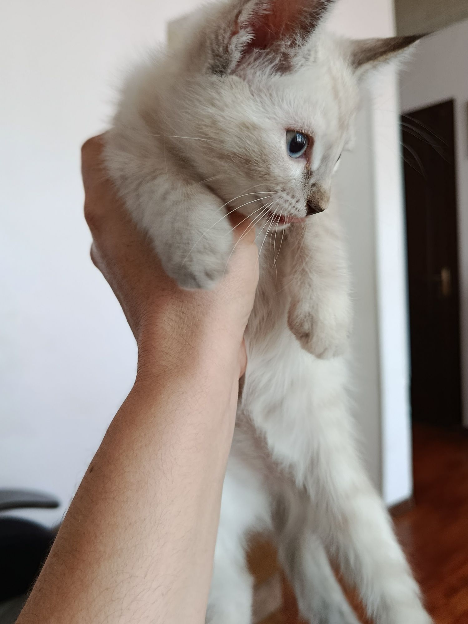 Котята домашние 2 месяца