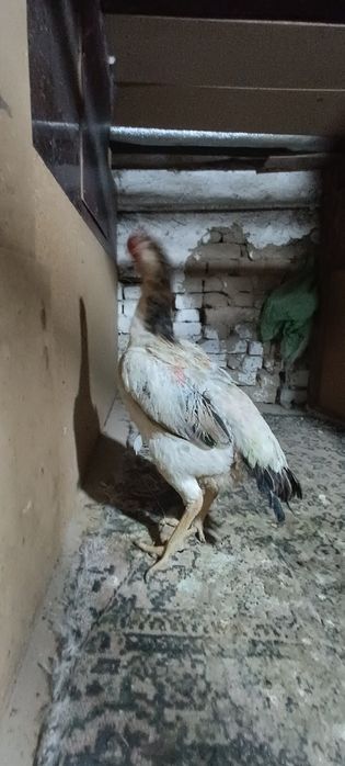 Йирик макиен сотилади