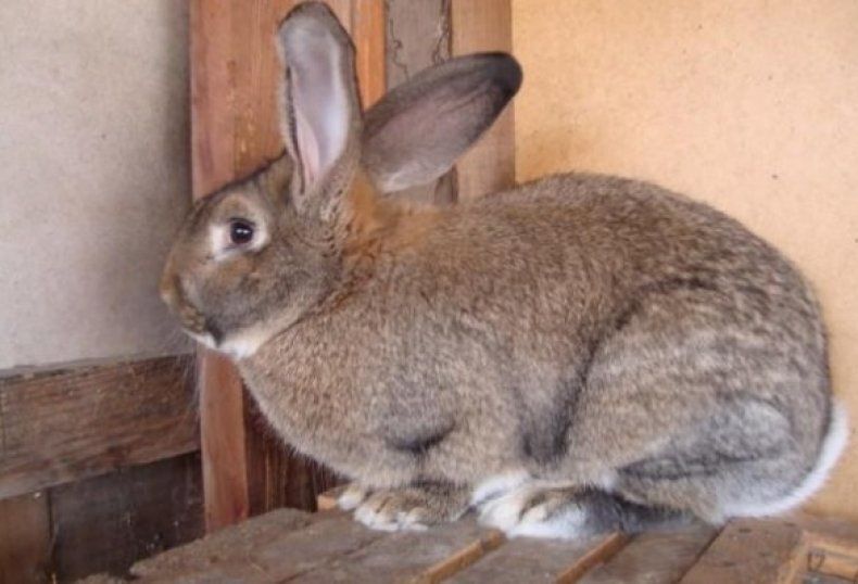 Продам кролика порода шиншилла возраст 1 год и 5 месяцев