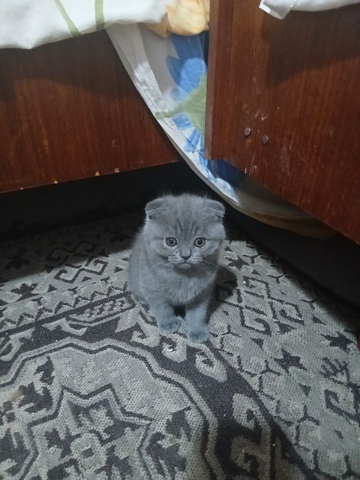 Британски котета