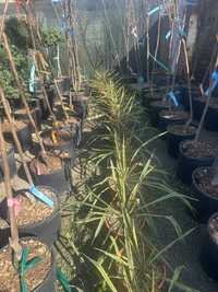 Yucca filamentoasa ghiveci