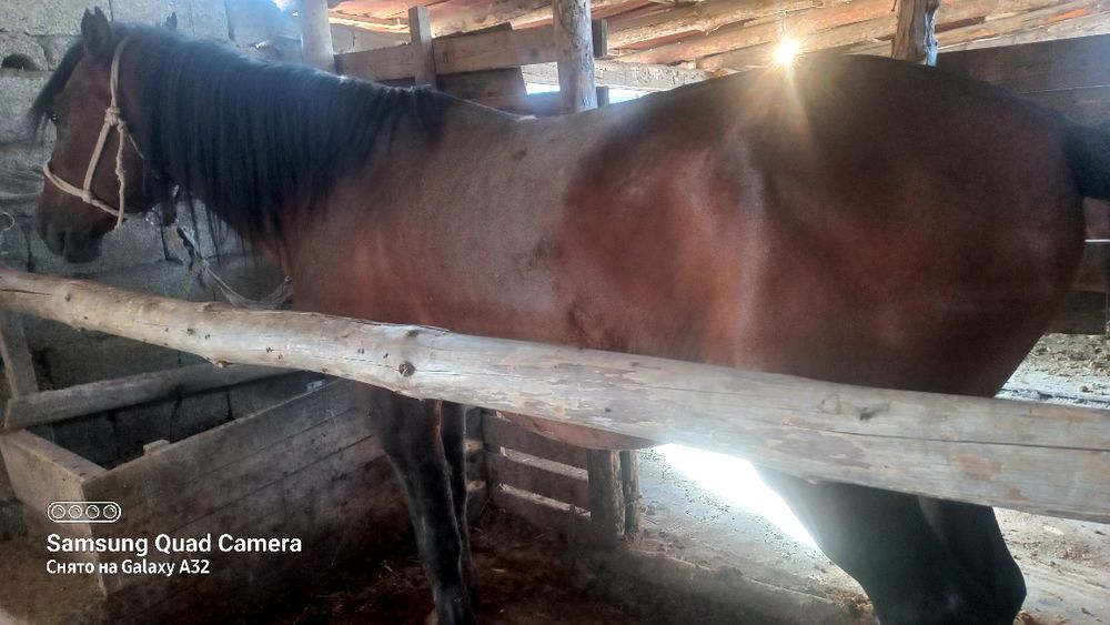 Айғыр 6 жасар 3 ай болды жемде тур