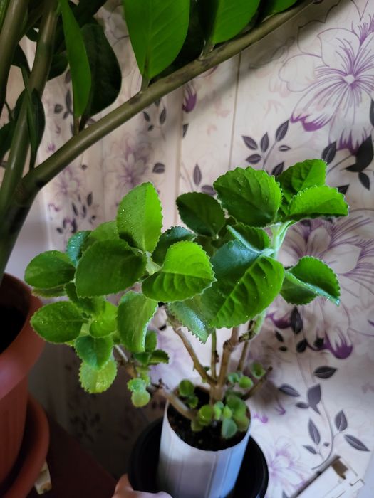 Комнатная мята или плектрантус