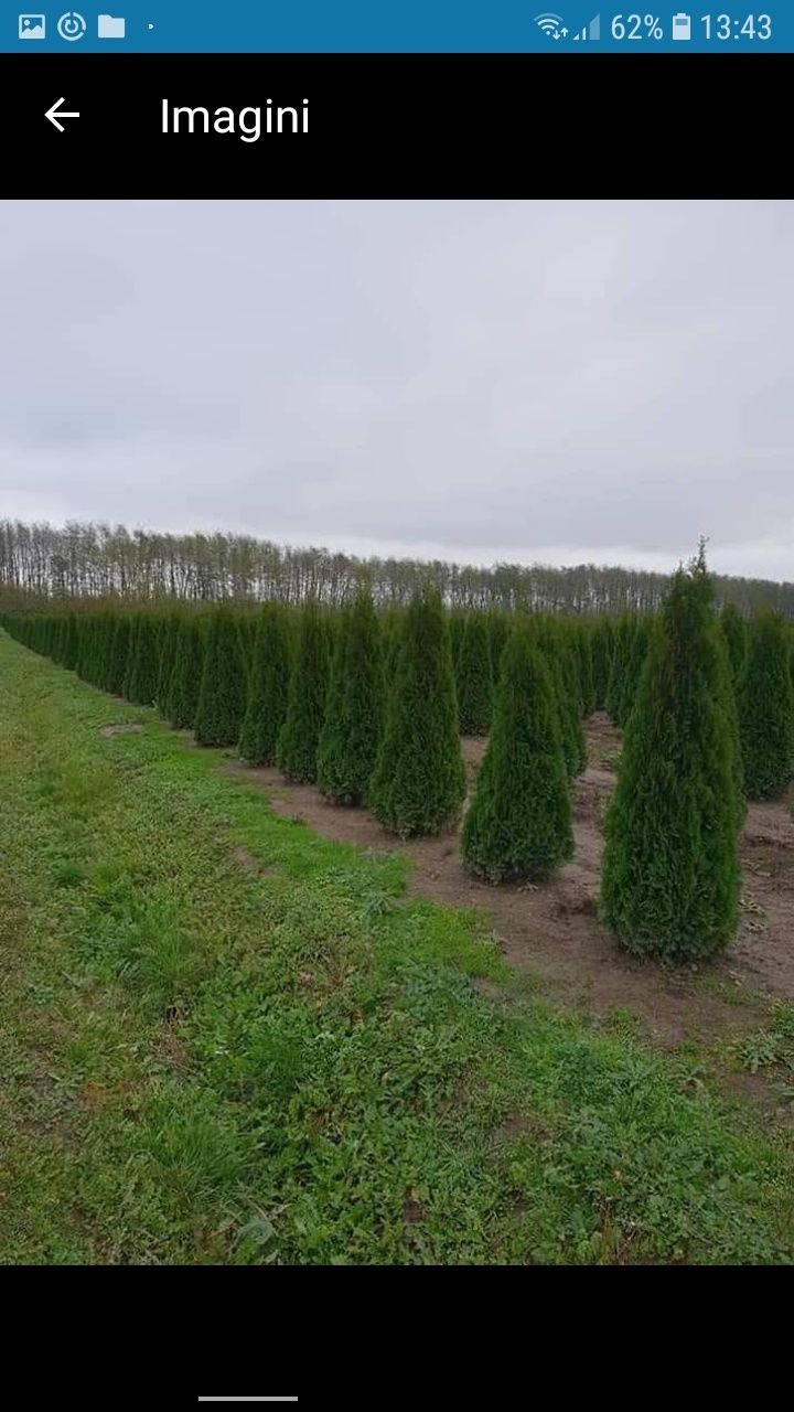 Direct distribuitor in toata țara de plante ornamentale