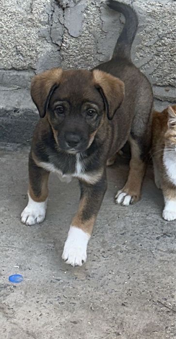 В добрые руки девочка 2 мес привита