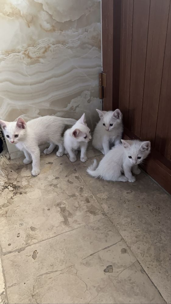 Ассал мушукчалар