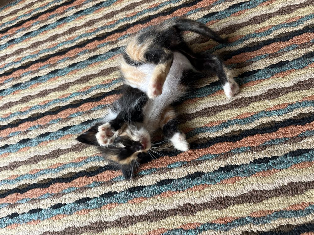Котенце си търси дом