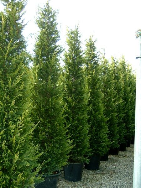 Vand leylandii, cupressus,cupressocyparis,chiparos,verde si gold rider