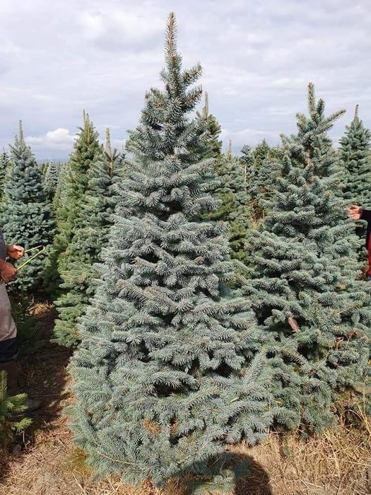 Plante decorative pt gradina