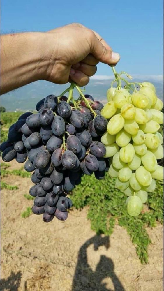 Struguri de masa si de vin
