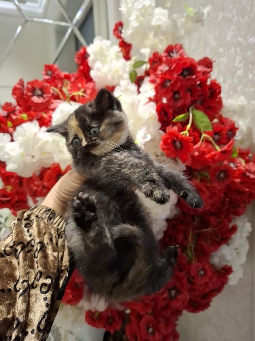 Mushukcha sotiladi 1.5 oylik zoti tozza