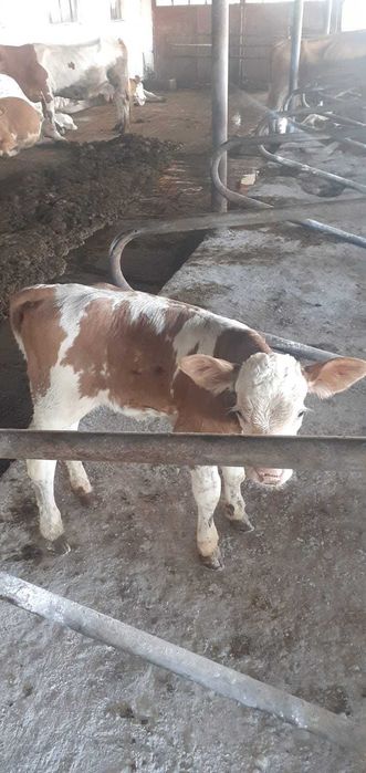 Vind viței rasă de carne
