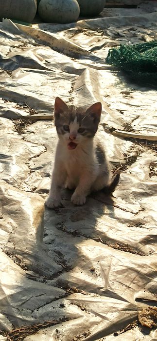 Котенца за грижовни стопани