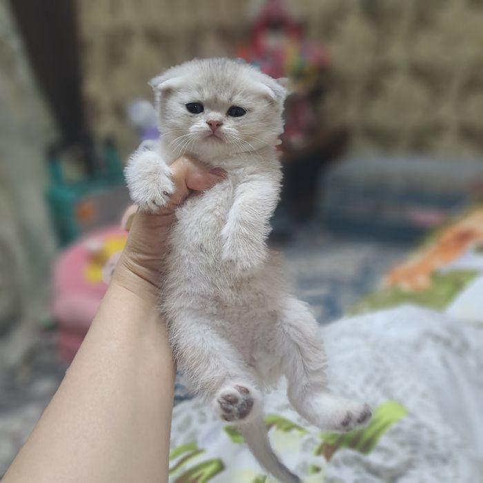 Котёнок от правильной вязки