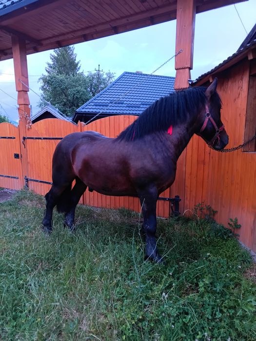 Armăsar de vânzare