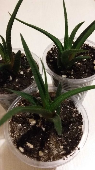 Продаю росточки комнатных цветов разные недорого