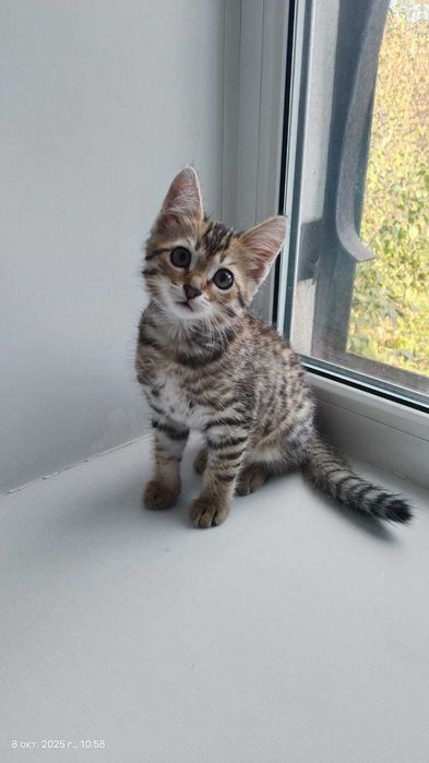 Отдам котенка (девочка) в добрые руки